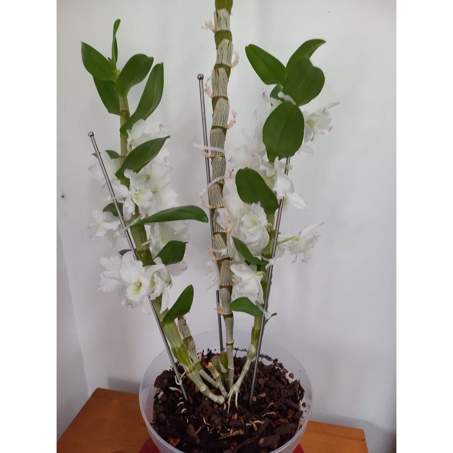 4mm Stainless Steel Plant Support Rod with Ball one end