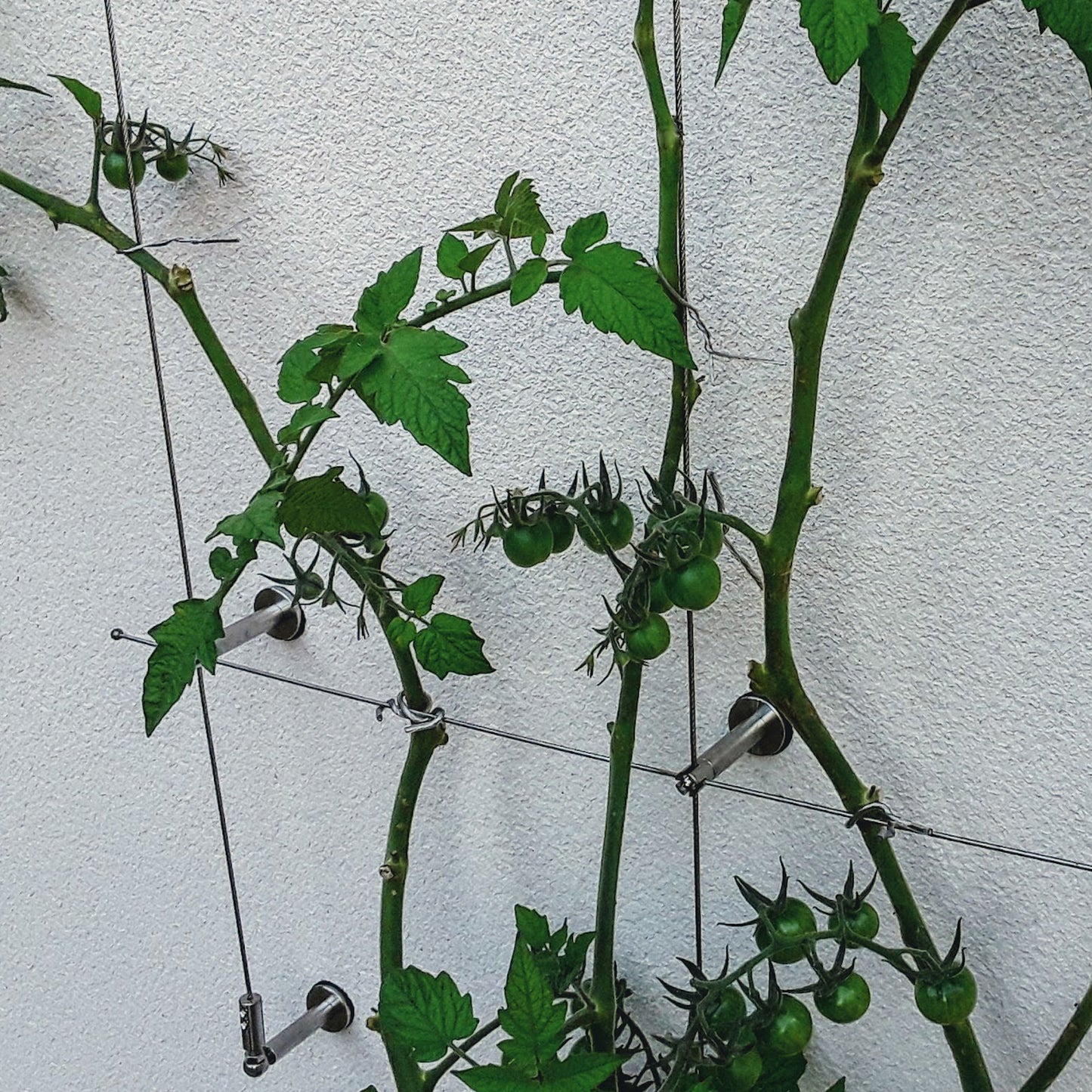 1.2mm 1x7 Annealed Stainless Cable Coated to 1.6mm in Clear PVC - 610.000.016 .