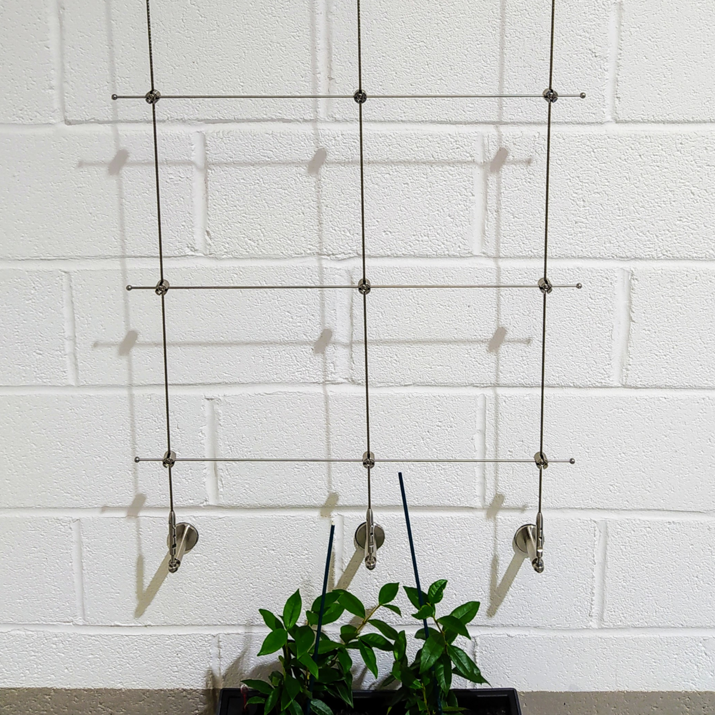 Overall photo of a tresllis installation above a plant on a white wall