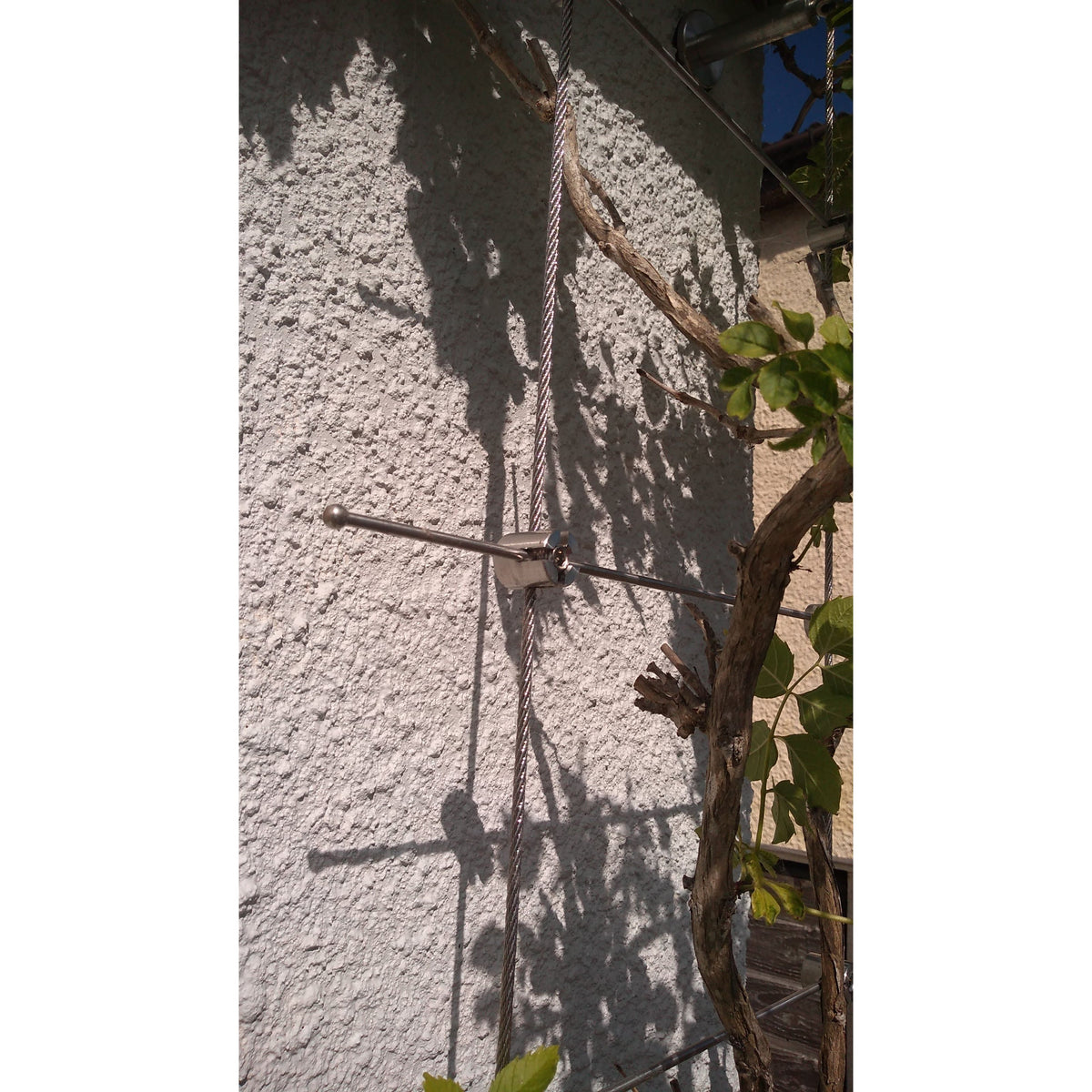 Outdoor photo showing installed trellis on a white garden wall with plants growing up