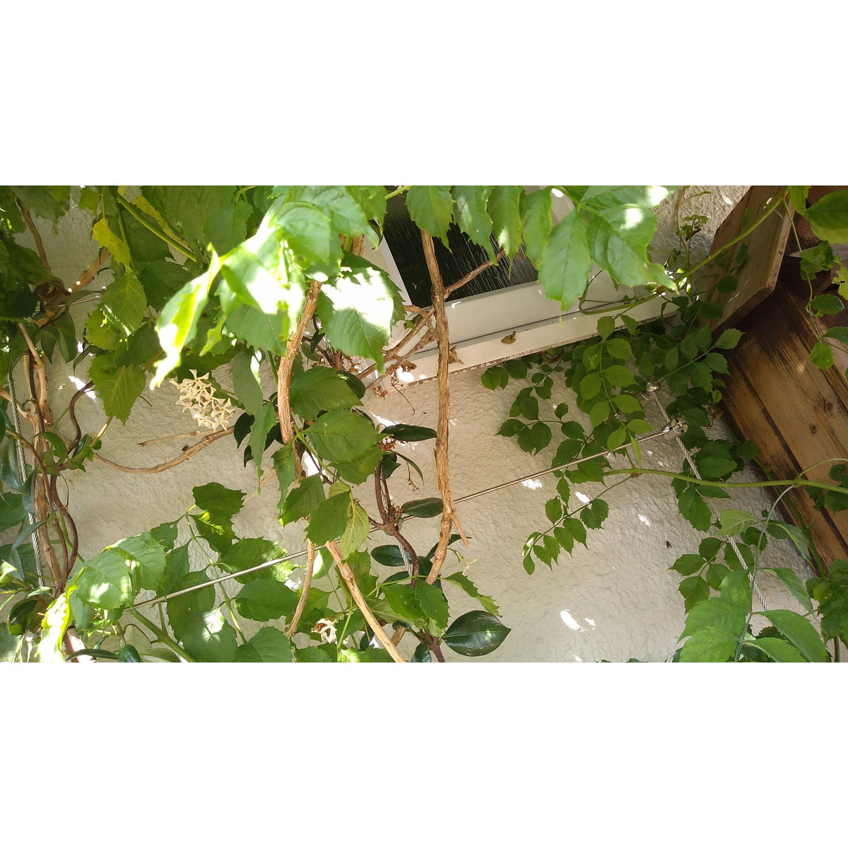 Outdoor photo of plant climbing the wall on the trellis installation showing different angles and components.