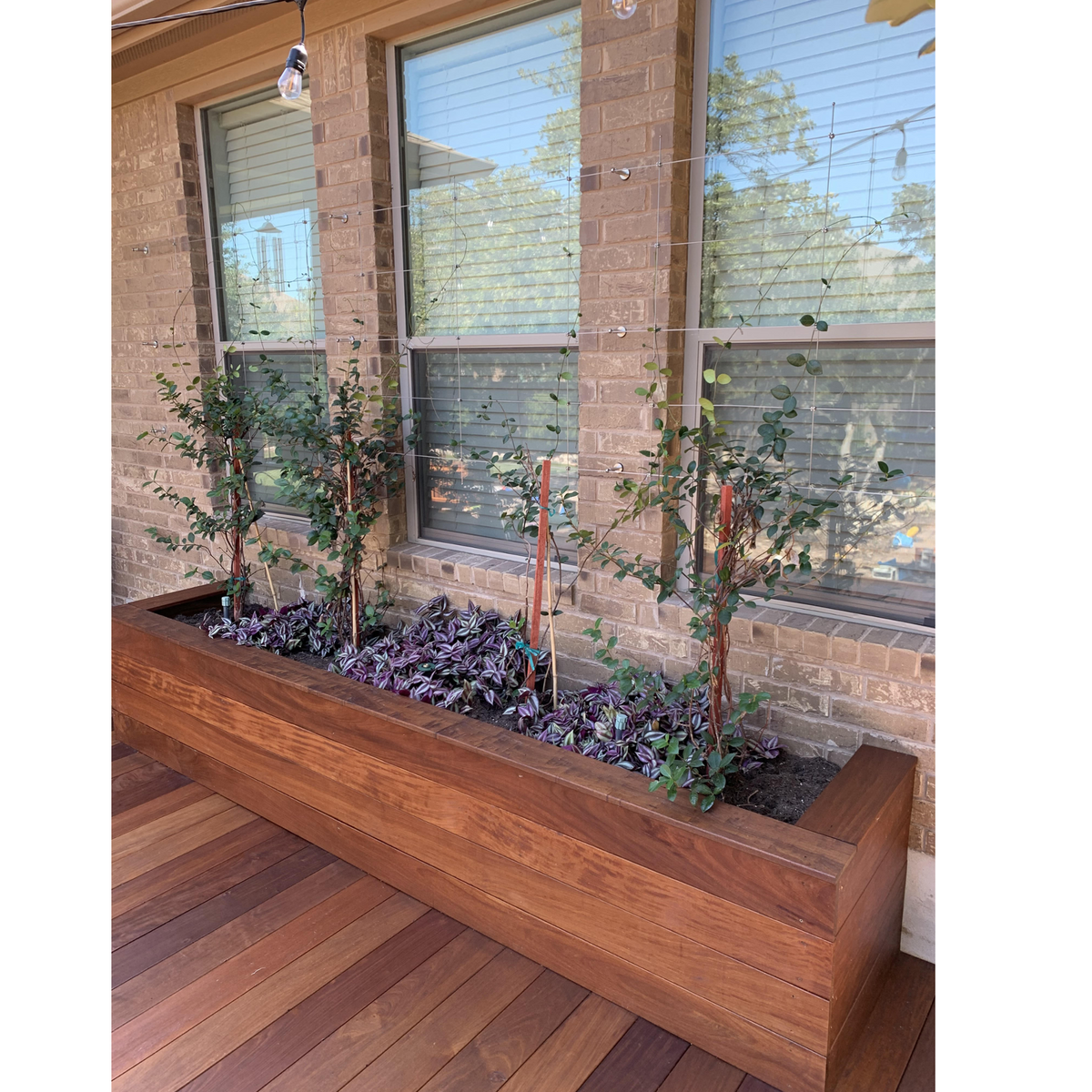 Photo showing plants in a bed under windows and them climbing up and over the windows assembled to brick wall.
