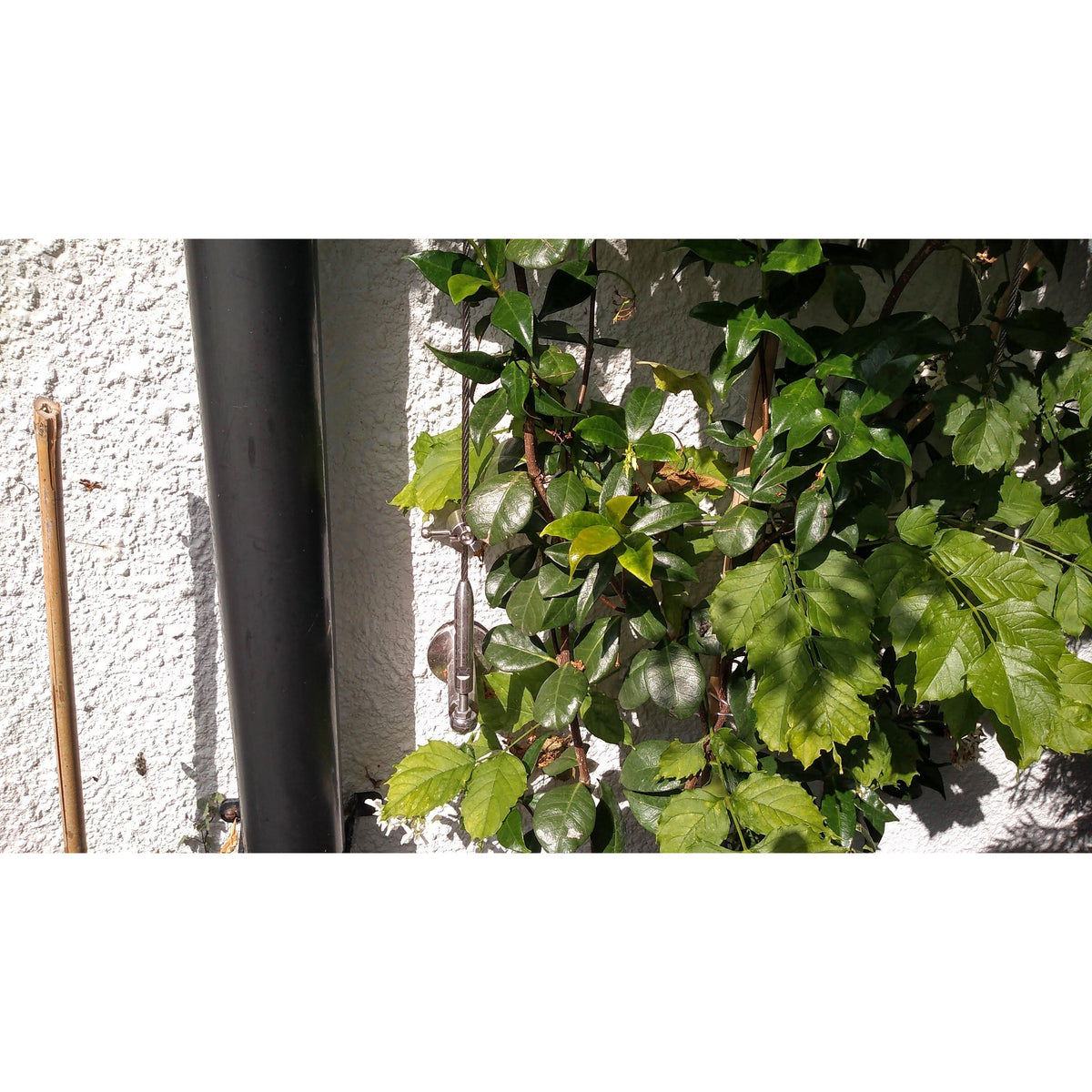 Photo showing the different components of trellis including the pillar showing the plants climbing through trellis on the white wall.