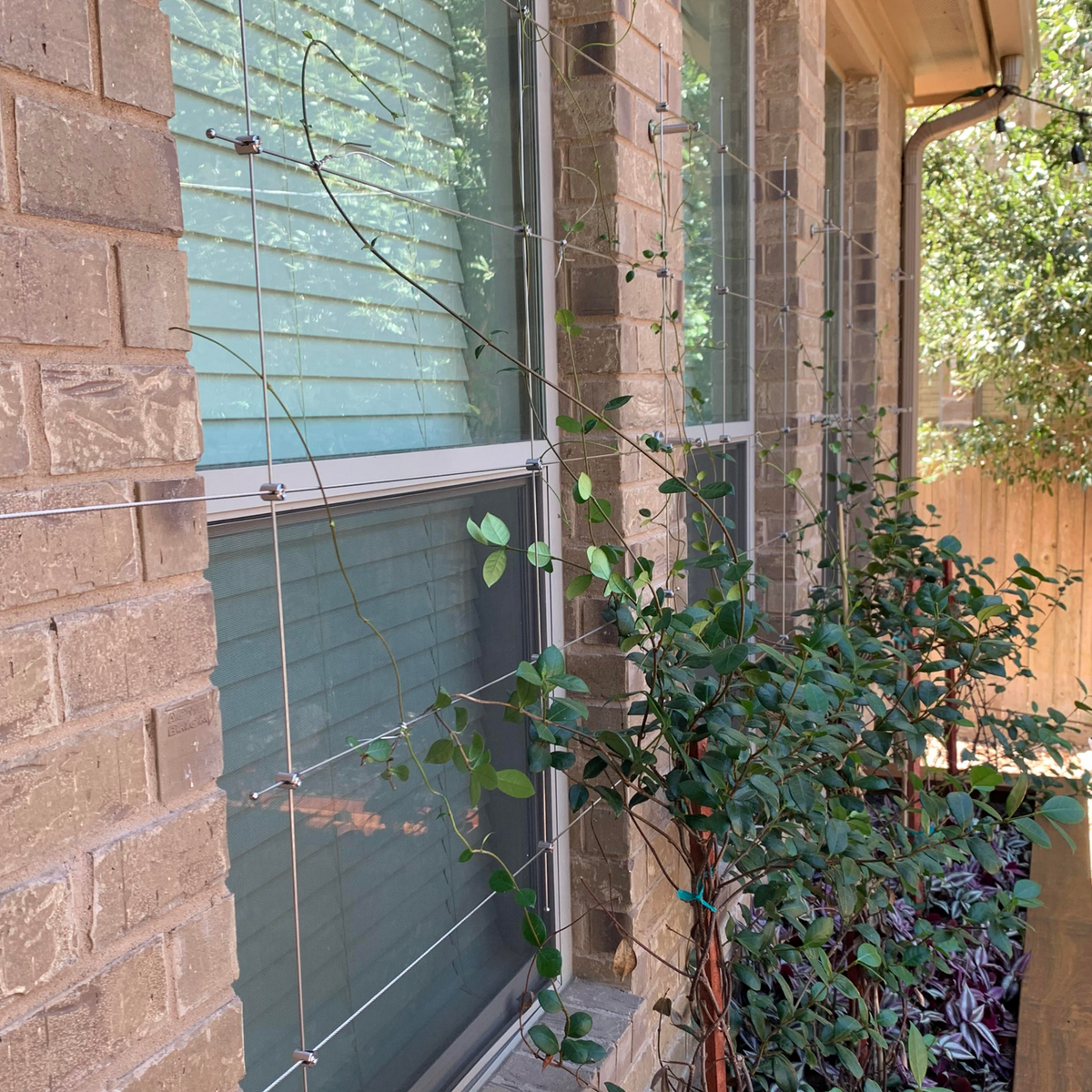 Photo showing a TECNI trellis rod grid kit assembled onto brick wall over windows. Plants climbing up trellis