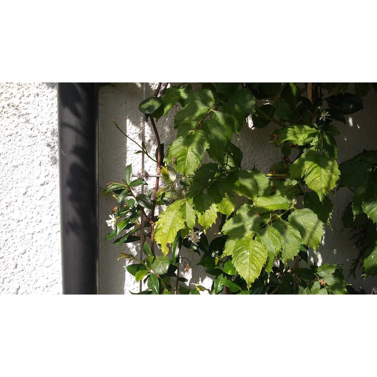 Photo of a different angle of plants climbing up trellis showing growth and movement.