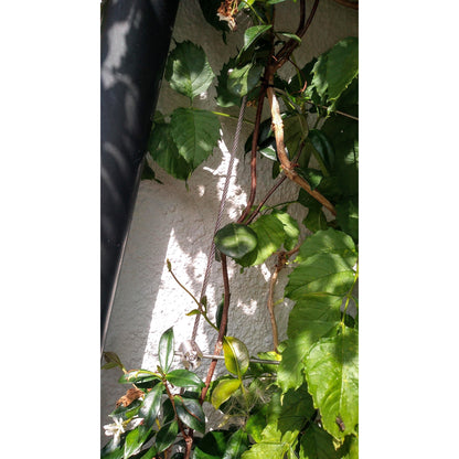 Close up photo of plants climbing up the wall aided by TECNI trellis kit