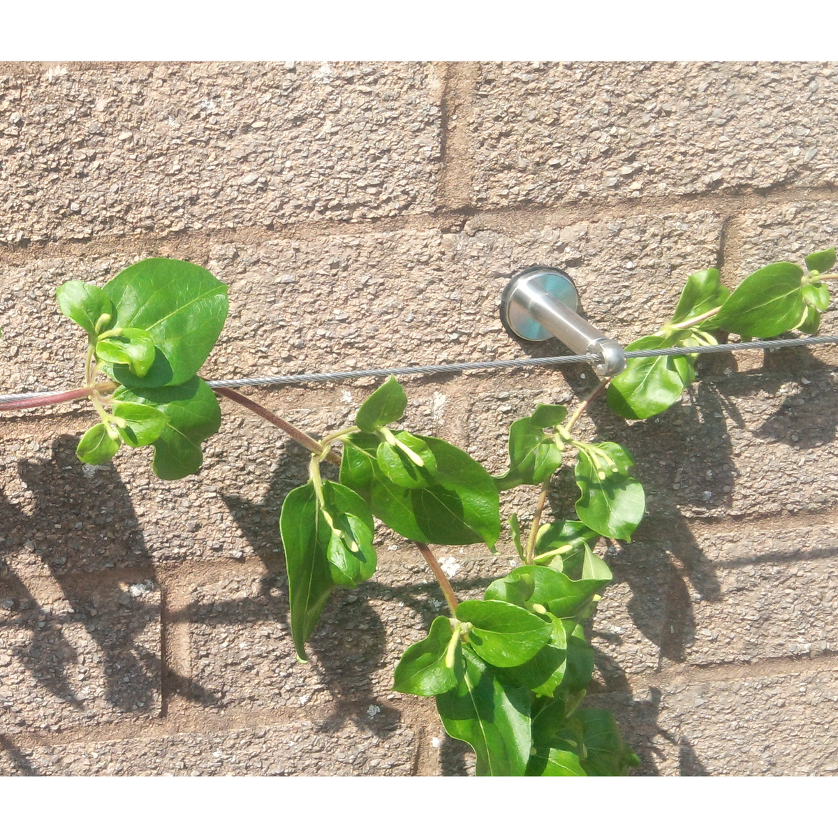 Close up showing how trellis is attached the wall with it all assembled together supporting plants climbing. 
