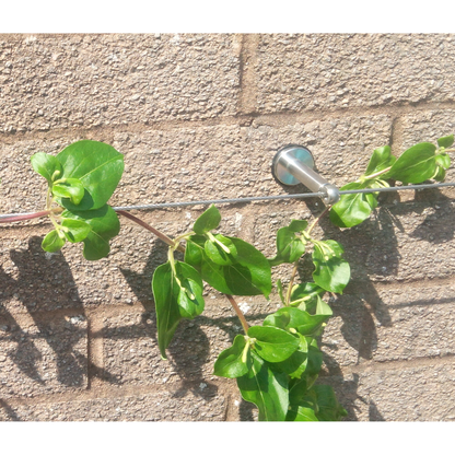 Close up showing how trellis is attached the wall with it all assembled together supporting plants climbing. 