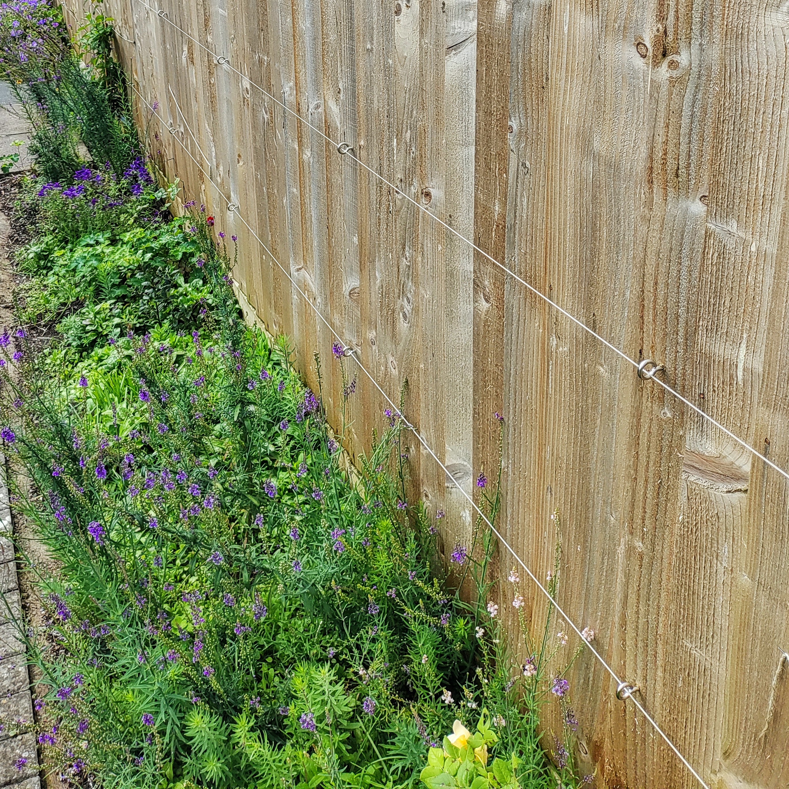 Thread Trellis TECNI Basic Trellis Systems using 2mm cable