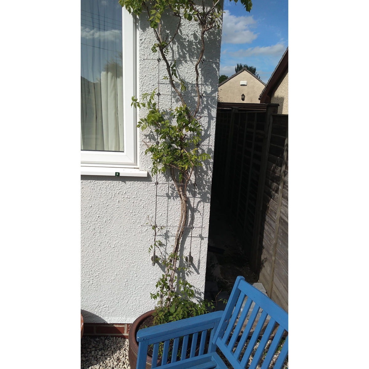 Photo of TECNI trellis assembled set up on white wall with plant growing up aiding plant growth. 