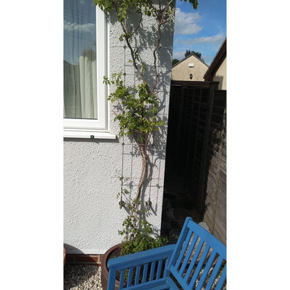 Photo of TECNI trellis assembled set up on white wall with plant growing up aiding plant growth. 