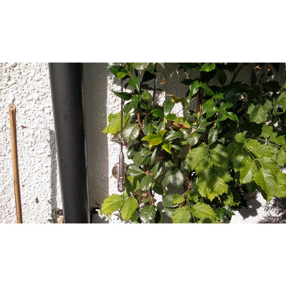 Photo showing the different components of trellis including the pillar showing the plants climbing through trellis on the white wall. 