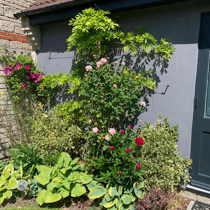 Photo showing the front garden of a house climbing up trellis 